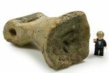 Rare Tyrannosaurus rex (T-Rex) Toe Bone Fossil - Wyoming #382411-6